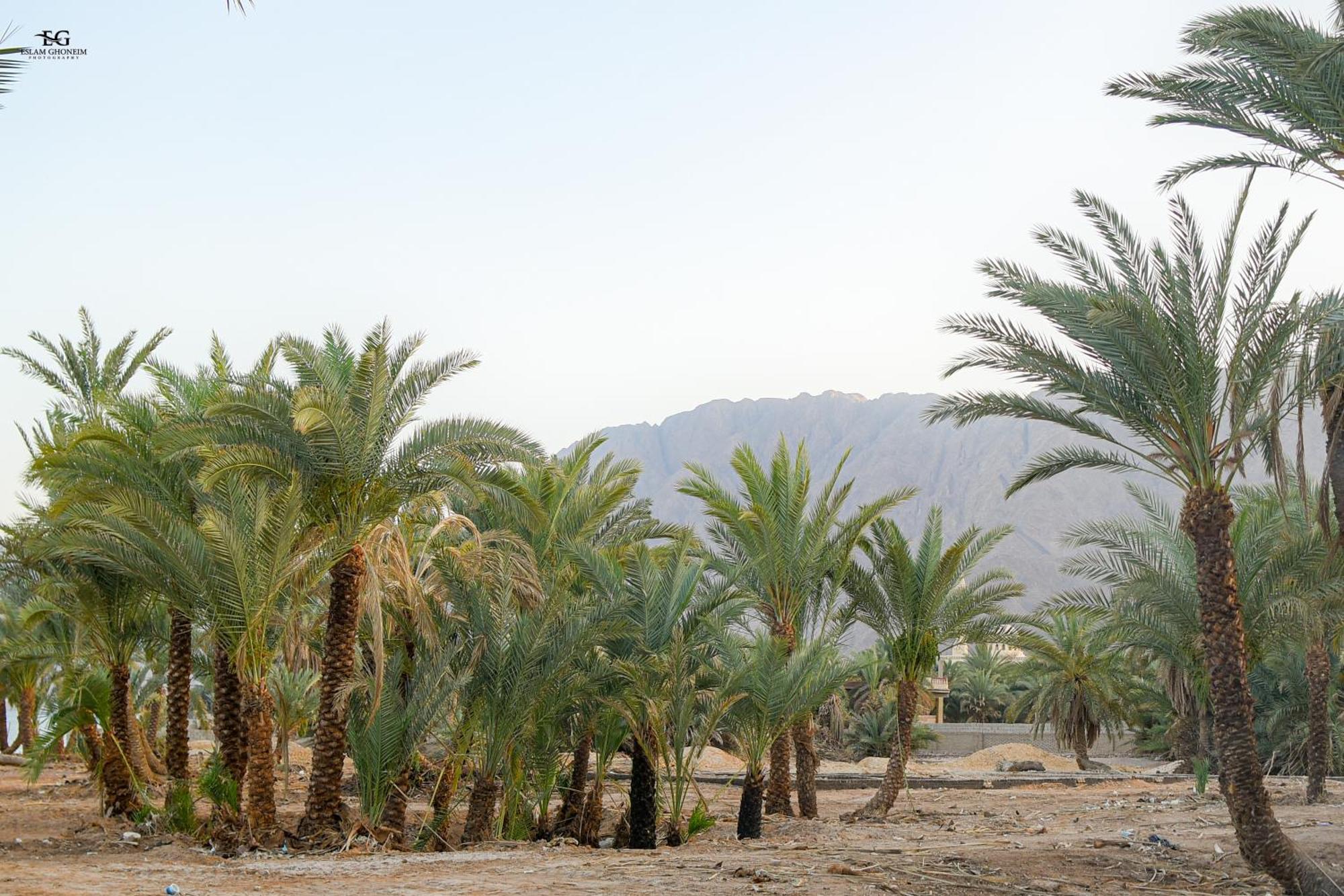 Palm Valley Camp Camping Nuweiba`